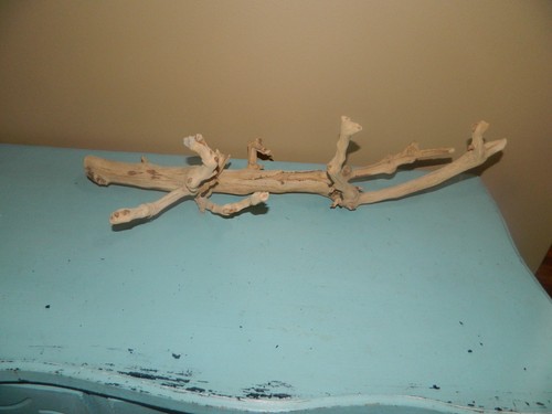 Pottery barn medium dried - pottery,